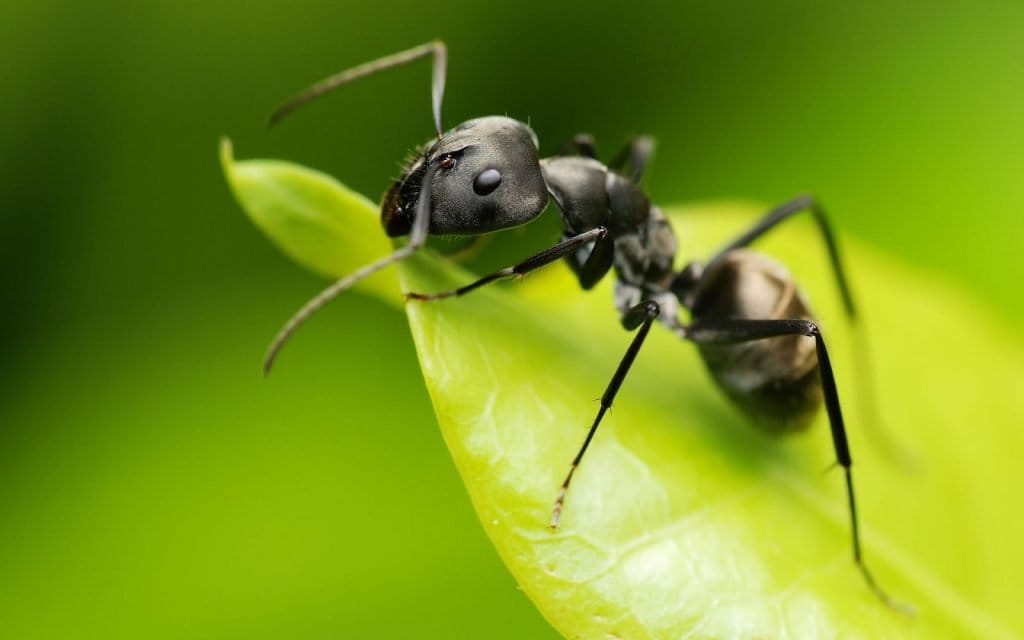 insectos sociales