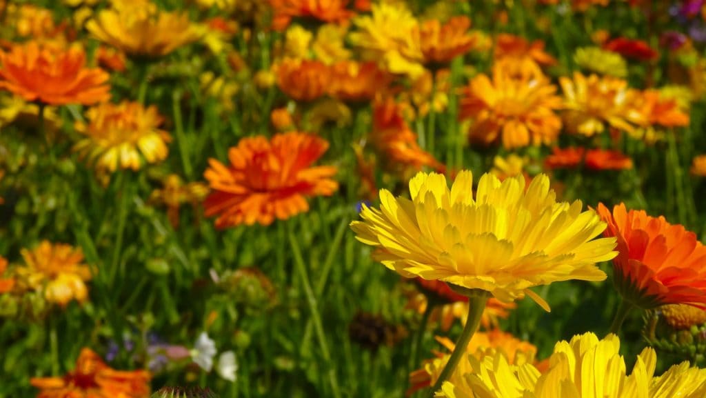 plantas aromáticas para prevenir plagas de insectos