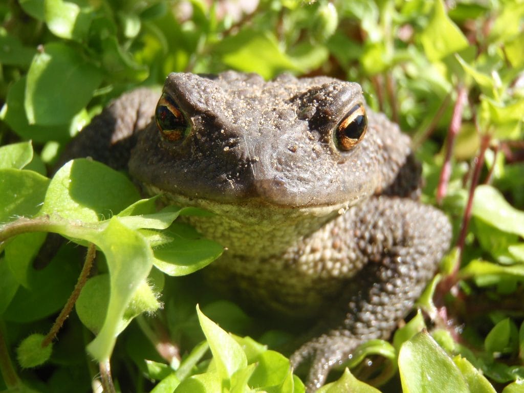 microrreserva de anfibios