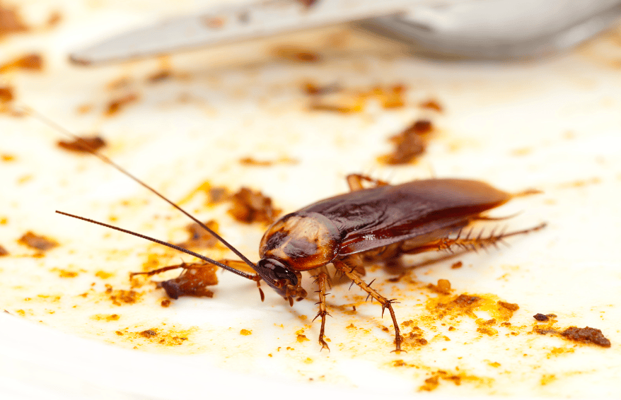 Cómo Identificar el excremento de cucaracha